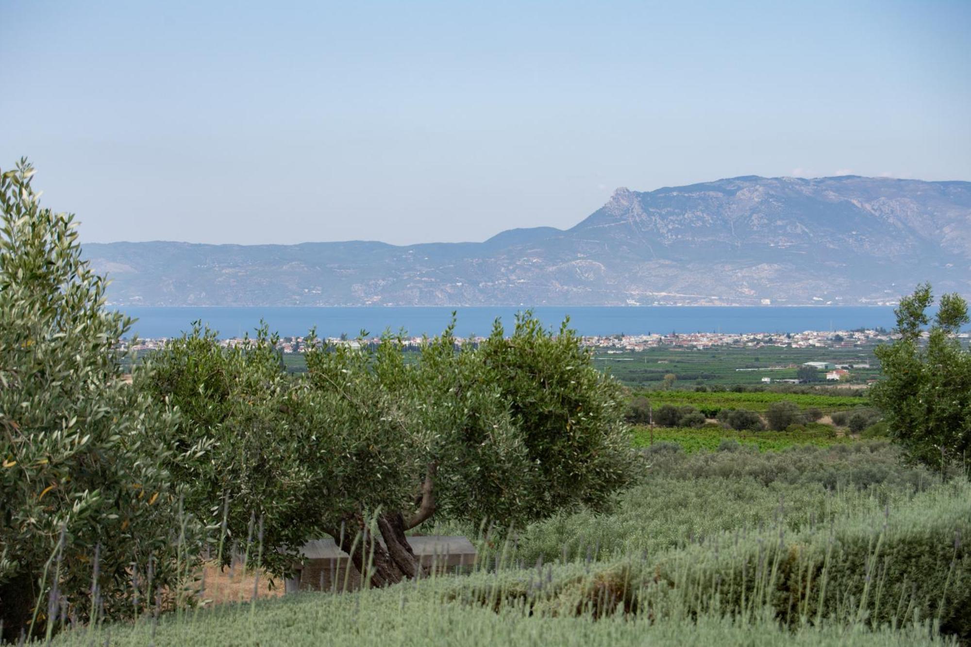 The Olive Hill Vila Assos  Exterior foto